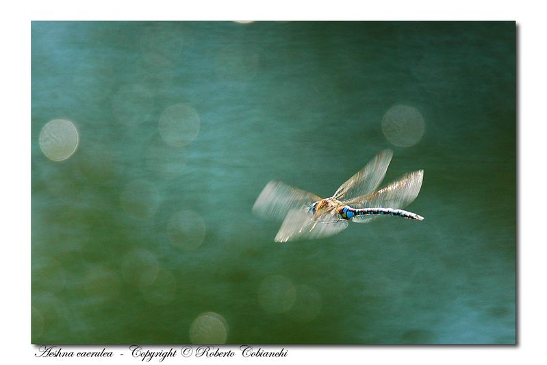 Libellula Aeshna caerulea